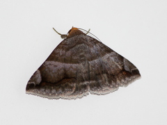 Buzara