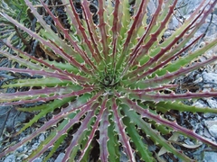 Hechtia glomerata