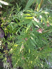 Artemisia vulgaris