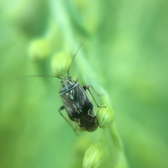Lygus lineolaris