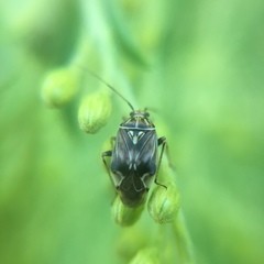 Lygus lineolaris