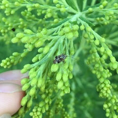 Lygus lineolaris