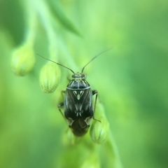 Lygus lineolaris