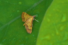 Ischnurges luteomarginalis