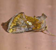 Argyrogramma verruca