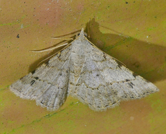 Frederickia prolificata