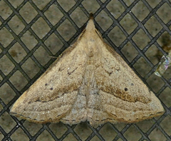 Macrochilo hypocritalis