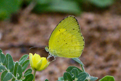 Eurema brigitta rubella