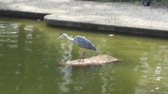Ardea cinerea