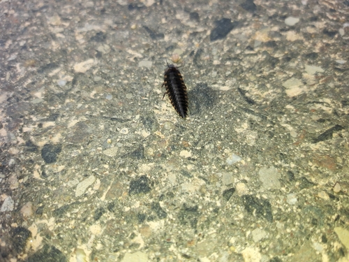 Sad Carrion Beetle photo 2