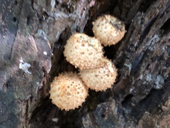 Pholiota