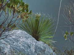 Dasylirion acrotrichum