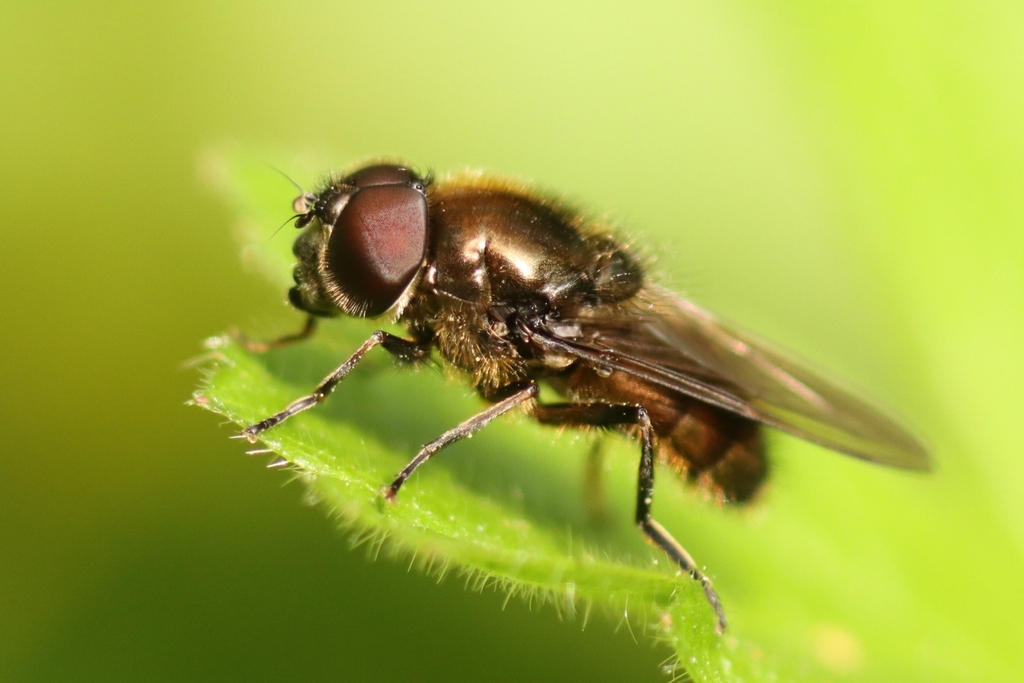 Cheilosia proxima