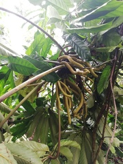 Cecropia sciadophylla