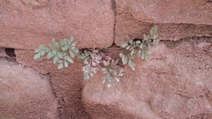 Asplenium ruta-muraria