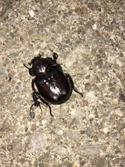 Osmoderma eremicola