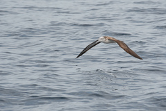 Calonectris leucomelas