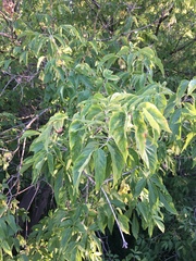Acer negundo