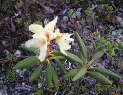 Rhododendron aureum