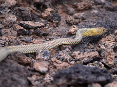 Masticophis flagellum lineatulus