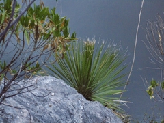 Dasylirion acrotrichum