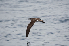 Calonectris leucomelas