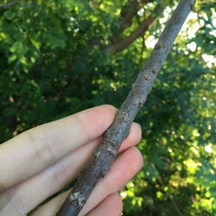 Juglans nigra