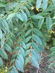 Juglans nigra