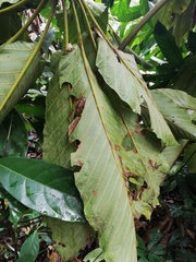 Cecropia sciadophylla