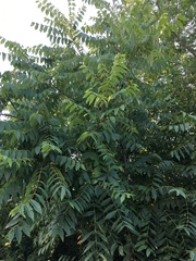 Juglans nigra