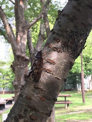 Graptopsaltria nigrofuscata