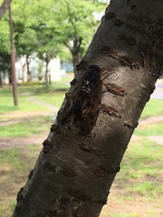 Graptopsaltria nigrofuscata