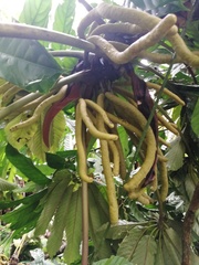 Cecropia sciadophylla