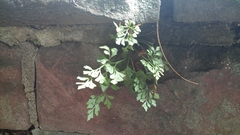 Asplenium ruta-muraria