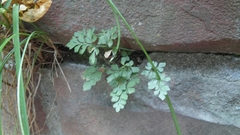 Asplenium ruta-muraria