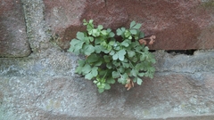 Asplenium ruta-muraria