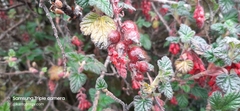 Ribes hirtum