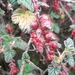 Ribes hirtum - Photo 由 L. Vivar. 所上傳的 (c) L. Vivar.，保留部份權利CC BY-NC