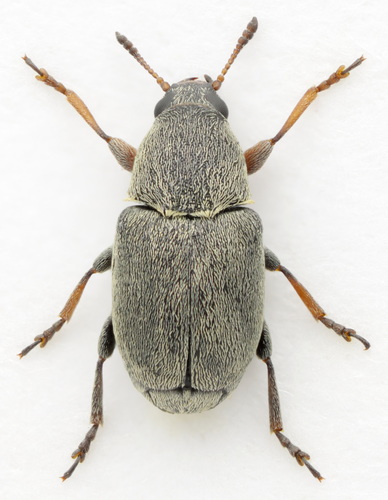 Representative image of Bruchela