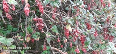 Ribes hirtum