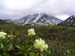 Rhododendron aureum