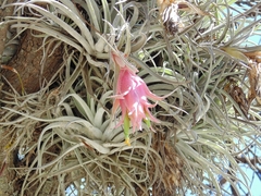 Tillandsia erubescens