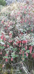 Ribes hirtum