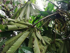 Cecropia sciadophylla