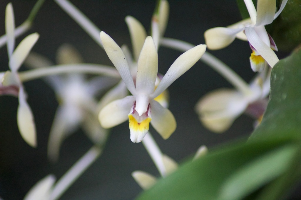 Dendrobium cymbidioides (Blume) Lindl.