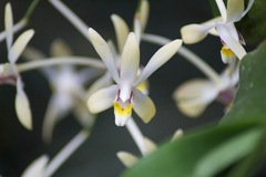 Dendrobium cymbidioides