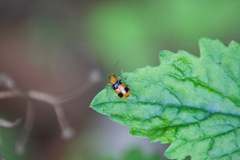 Aulacophora quinqueplagiata