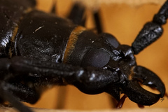 Derobrachus geminatus