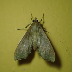 Anarmodia