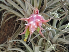 Tillandsia erubescens
